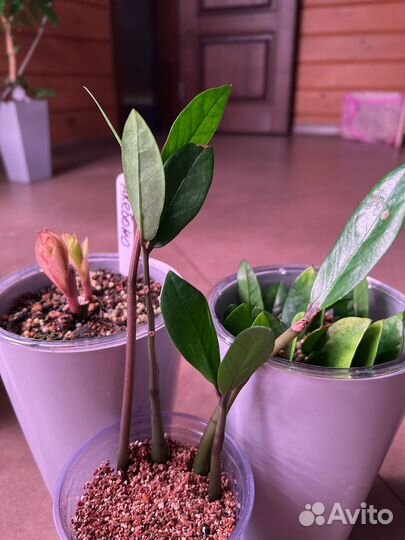 Замиокулькас Акебоно