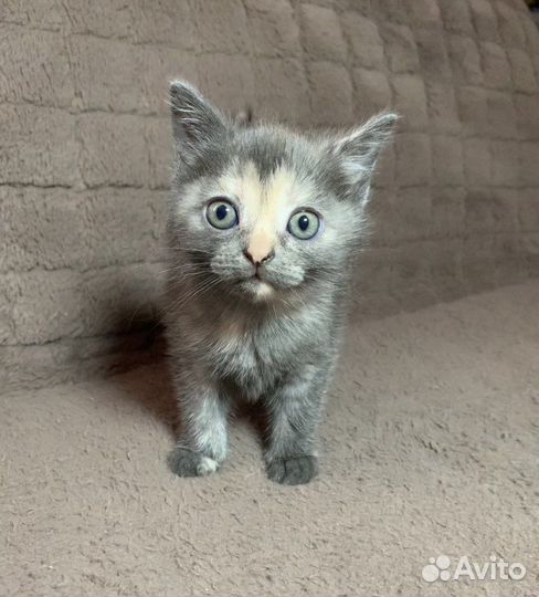 Британские котята