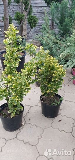 Хвойные растения