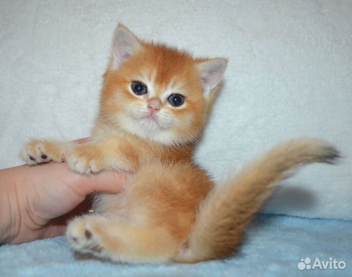 Ярчайшие малыши золотой шиншиллы ny 12