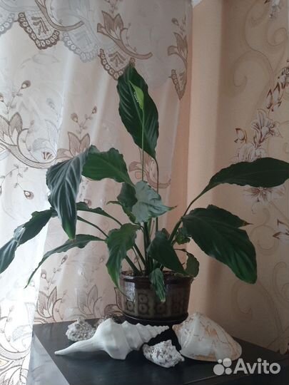 Спатифиллум