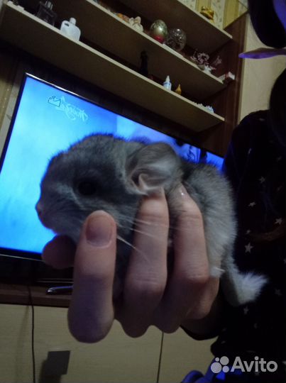 Шиншилла девочка