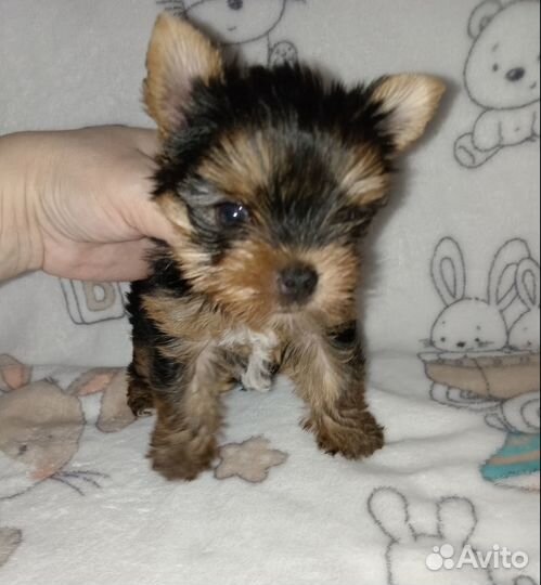 Мальчик - красавчик йорк