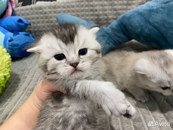 Британская кошка