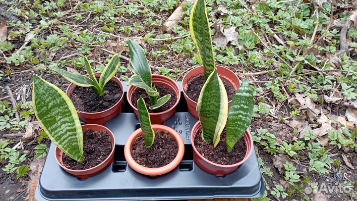 Комнатные растения цветы