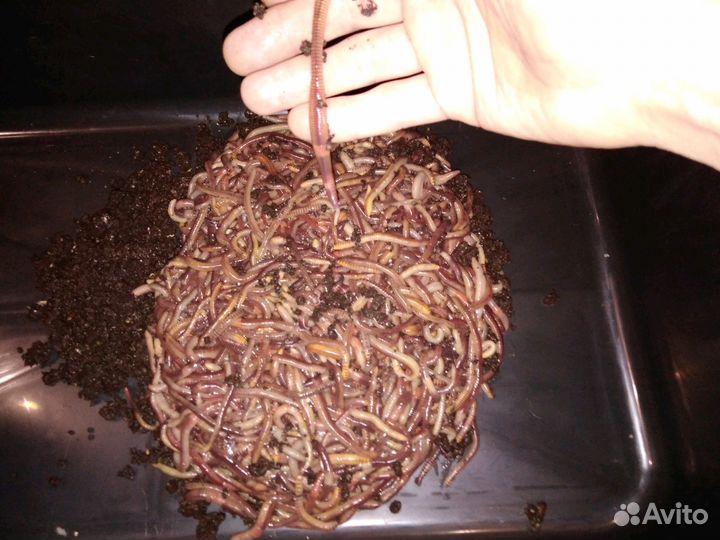 Черви Дендробена