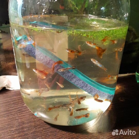 Гуппи мальки