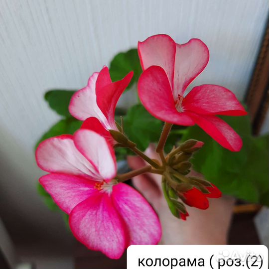 Герань пеларгония