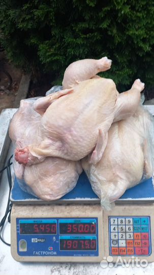 Утка домашняя мясо