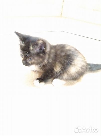 Отдам котят