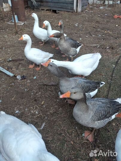 Мускусные утки