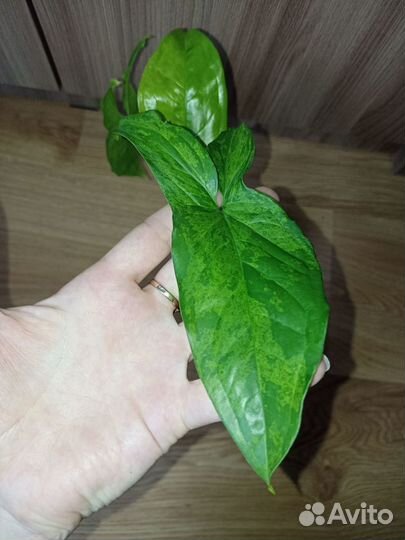 Сингониум моттлед