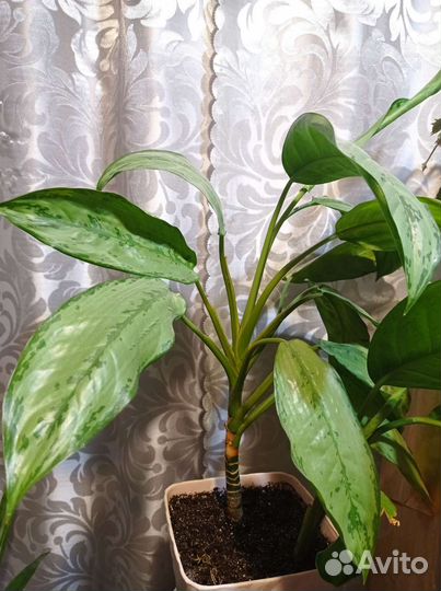 Дифенбахия