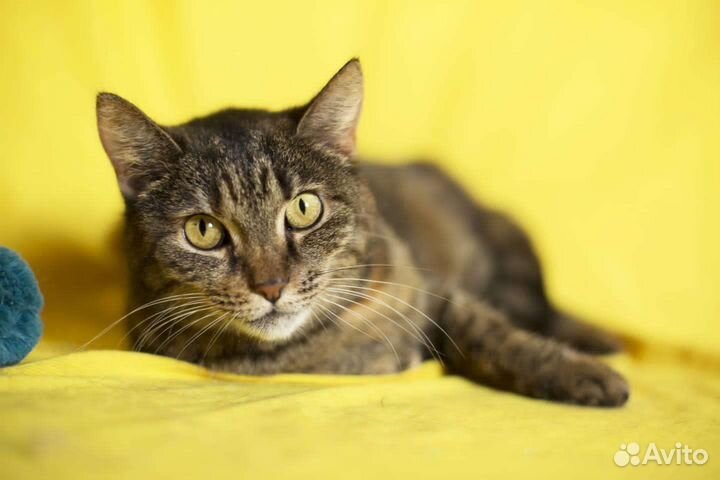 Кошечку Милу вернули в приют