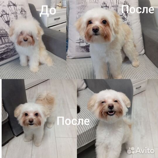 Груминг (стрижка) собак на Аверьянова