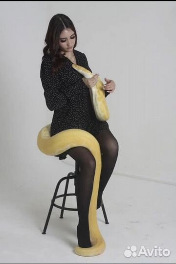 Фотосессия со Змеями (аренда)