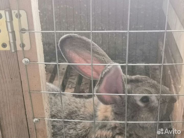 Кролики немецких пород