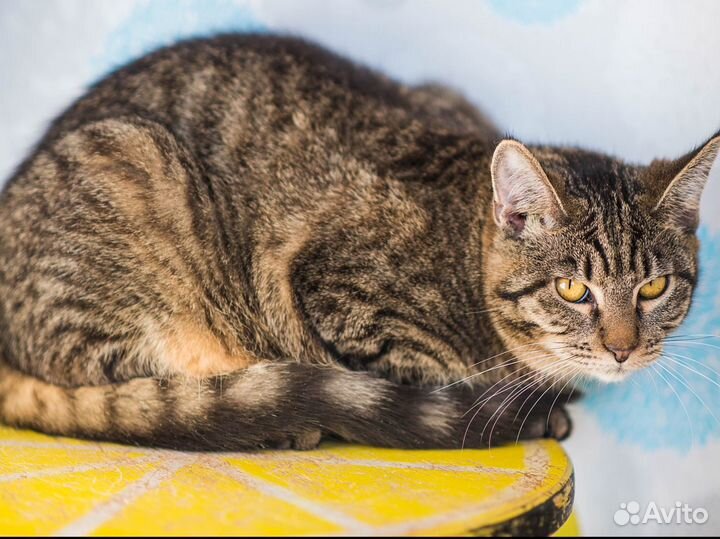 Метис мейкуна в дар