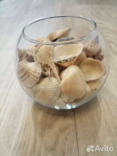 Морские ракушки