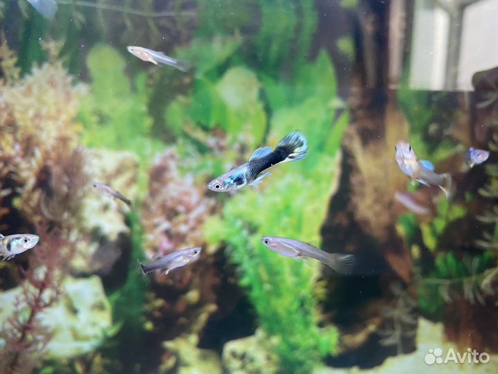 Гуппи кросс