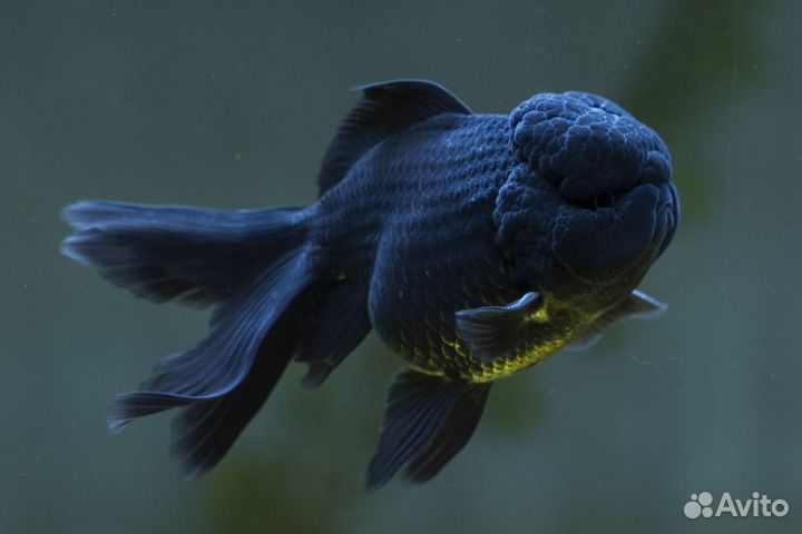 Оранда черная