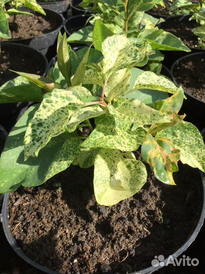 Сирень Аукубафолия С3