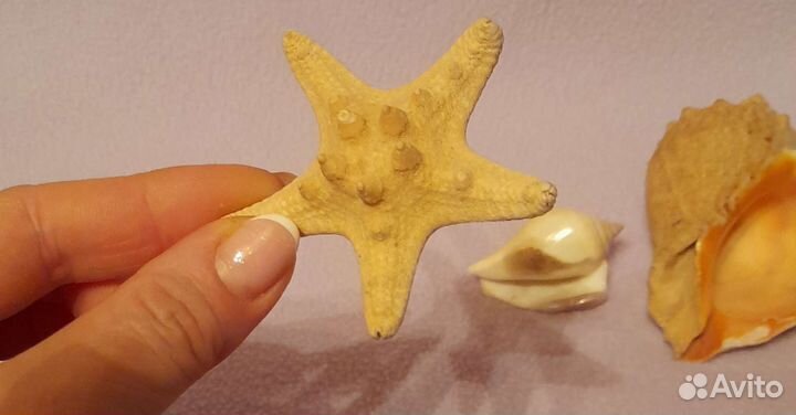 Морские ракушки,раковины Цена за всё