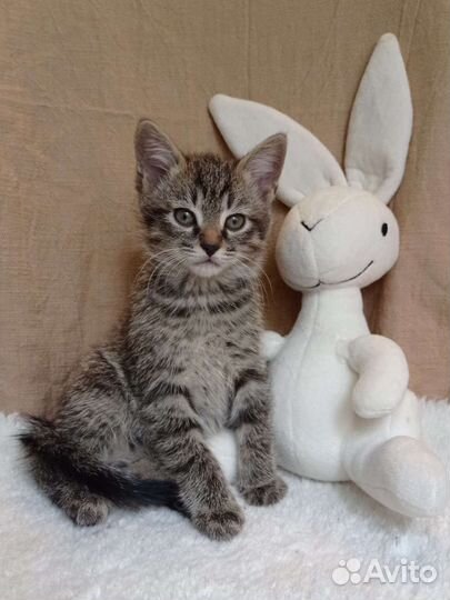 Котенок в дар бесплатно