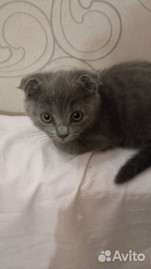 Шотландская вислоухая