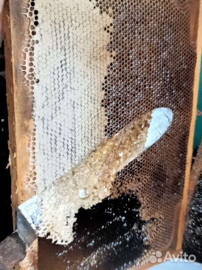 Продам мед оптом