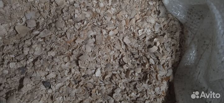 Ракушка кормовая для птиц. Морская