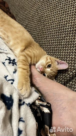 Котик в добрые руки