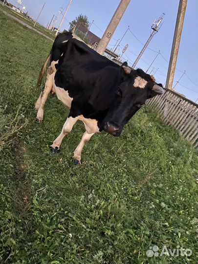 Продается корова, на выбор