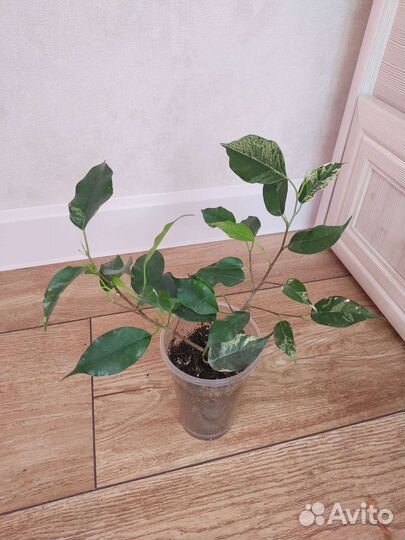 Фикусы сортовые