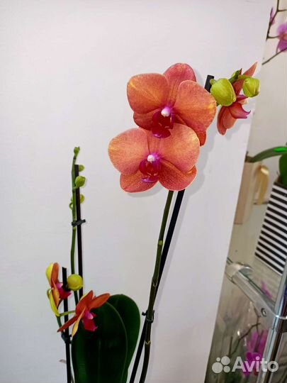 Орхидеи и другие комнатные растения