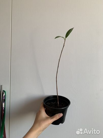 Фикус Ретуза, шефлера