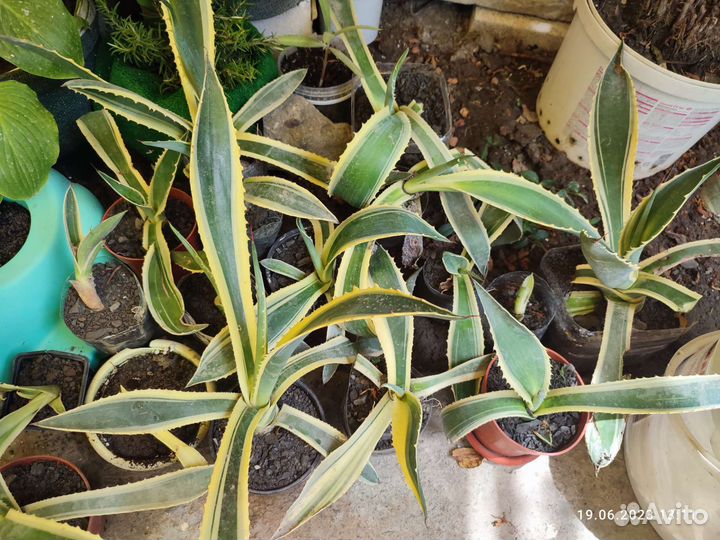 Агава растение