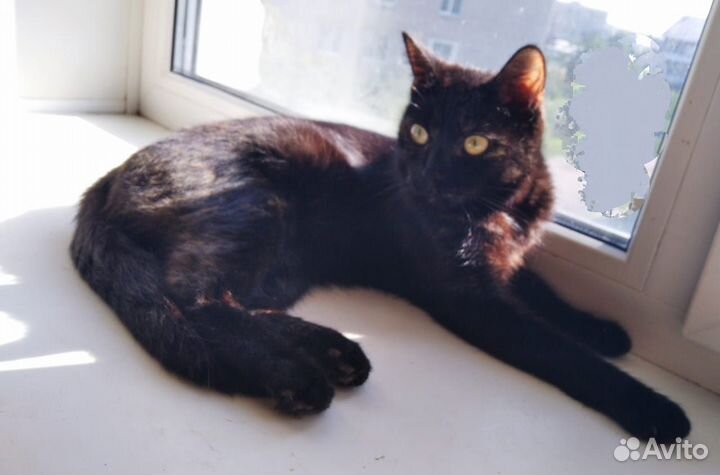 Вишенка шелковая шерстка