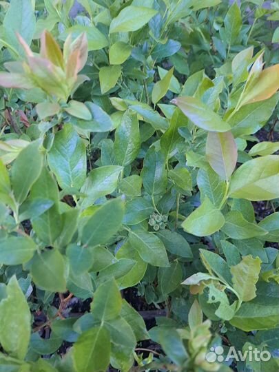 Саженцы голубики 2года