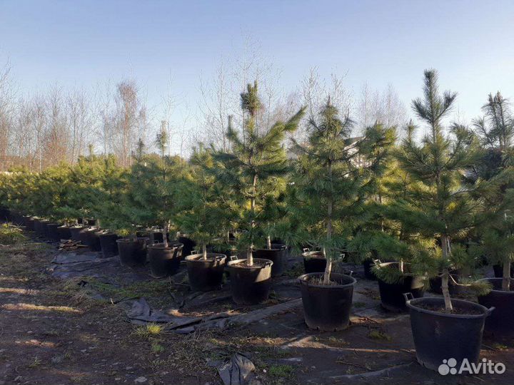 Кедр сибирский