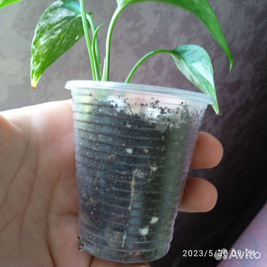 Эпипремнум пиннатум вайт