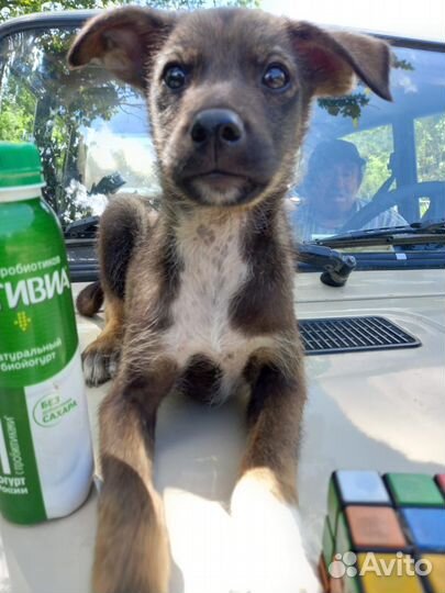 Парень 2 месяца. Будет до 12 кг