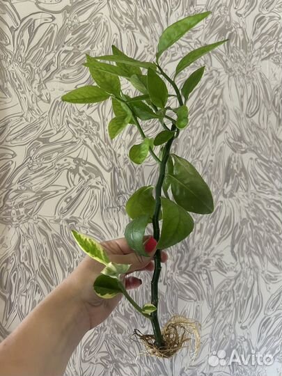 Цветок педилантус