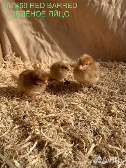 Цыплята чешский доминант RED barred