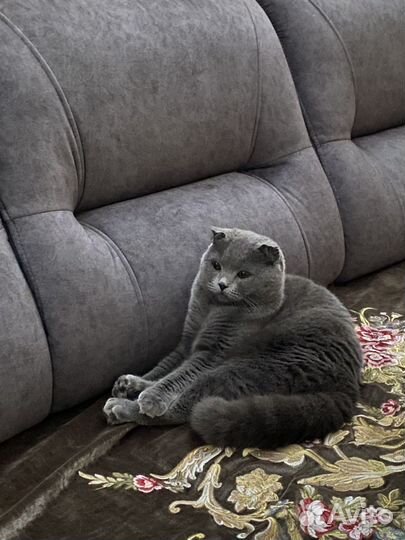 Кошка на вязку