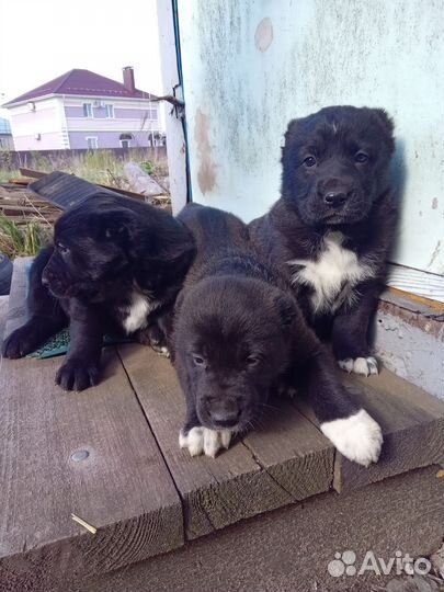 Щенки сао алабай