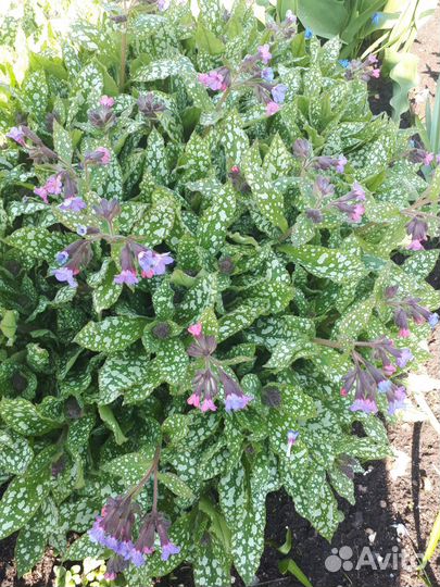 Многолетники для сада цветы