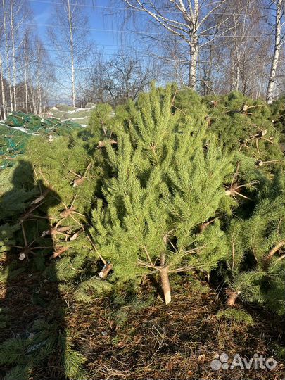 Сосны новогодние опт