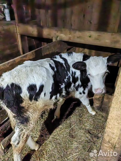Теленок бычок 1.5 месяца