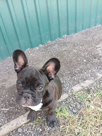 Продам щенок французского бульдога